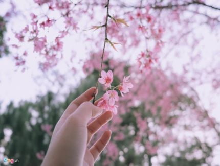 Japan Cherry Blossom Tour: March – May